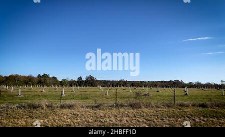 Seitenpfanne einer kleinen Pekannenbaum-Plantage in Südgeorgien Stockfoto