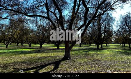 Seitenpfanne einer kleinen Pekannenbaum-Plantage in Südgeorgien Stockfoto