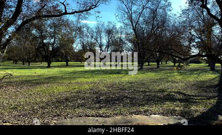 Seitenpfanne einer kleinen Pekannenbaum-Plantage in Südgeorgien Stockfoto