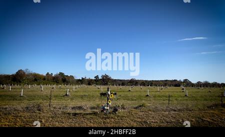 Seitenpfanne einer kleinen Pekannenbaum-Plantage in Südgeorgien Stockfoto