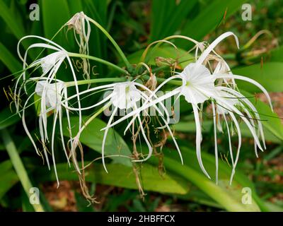 Hymenocallis littoralis oder Seerosenlilie Stockfoto