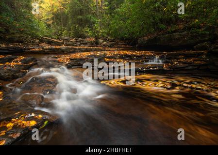 An einem ruhigen Herbstnachmittag wirbelt goldenes Laub in einem kleinen Bach im Canaan Valley von West Virginia. Stockfoto
