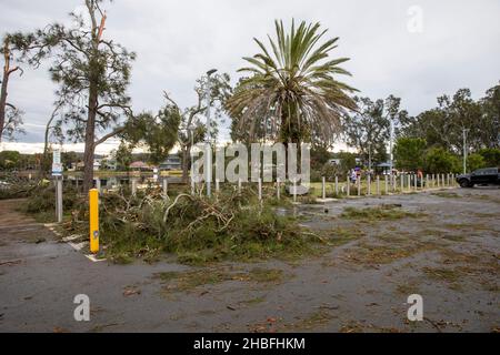 Ein wilder Sommersturm in Narrabeen bringt Bäume und Stromleitungen an den nördlichen Stränden von Sydney, NSW, Australien Stockfoto