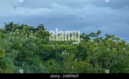 Die Herde weißer Rinderreiher, die auf Bäumen in Hilo, Hawaii, sitzen Stockfoto
