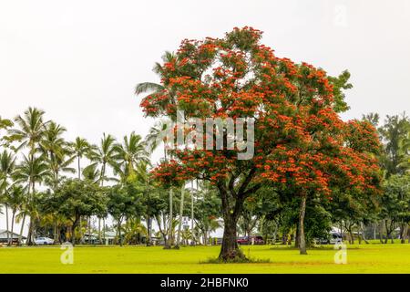 Spathodea campanulata, allgemein bekannt als afrikanischer Tulpenbaum mit roten Blumen, die im Wailoa River State Recreation Area, Hilo, Hawaii, wachsen Stockfoto