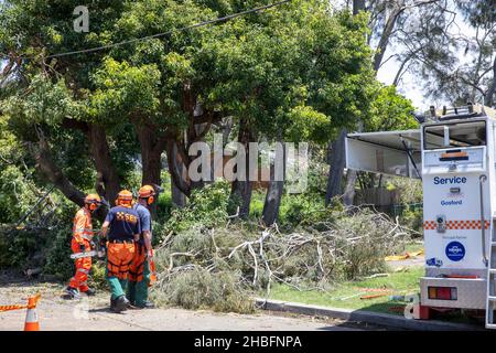 Einen Tag nachdem der Mini-Zyklon riesige Gebiete der nördlichen Strandgemeinde von Sydney zwischen Mona Vale und Forestville verwüstet und eine 68-jährige Frau getötet hat, helfen die Freiwilligen des State Emergency Services (SES) beim Aufräumen rund um den Narrabeen-See, räumen Bäume und helfen, den Zugang für die Bewohner wiederherzustellen. Martin Berry @ alamy Live Nachrichten. Stockfoto