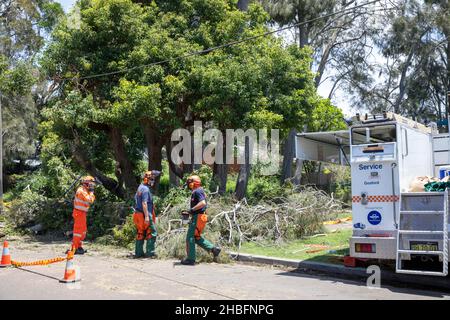 Einen Tag nachdem der Mini-Zyklon riesige Gebiete der nördlichen Strandgemeinde von Sydney zwischen Mona Vale und Forestville verwüstet und eine 68-jährige Frau getötet hat, helfen die Freiwilligen des State Emergency Services (SES) beim Aufräumen rund um den Narrabeen-See, räumen Bäume und helfen, den Zugang für die Bewohner wiederherzustellen. Martin Berry @ alamy Live Nachrichten. Stockfoto