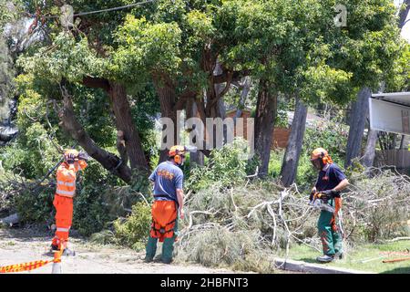 Einen Tag nachdem der Mini-Zyklon riesige Gebiete der nördlichen Strandgemeinde von Sydney zwischen Mona Vale und Forestville verwüstet und eine 68-jährige Frau getötet hat, helfen die Freiwilligen des State Emergency Services (SES) beim Aufräumen rund um den Narrabeen-See, räumen Bäume und helfen, den Zugang für die Bewohner wiederherzustellen. Martin Berry @ alamy Live Nachrichten. Stockfoto