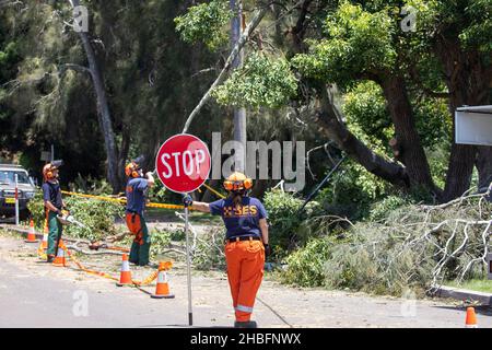 Einen Tag nachdem der Mini-Zyklon riesige Gebiete der nördlichen Strandgemeinde von Sydney zwischen Mona Vale und Forestville verwüstet und eine 68-jährige Frau getötet hat, helfen die Freiwilligen des State Emergency Services (SES) beim Aufräumen rund um den Narrabeen-See, räumen Bäume und helfen, den Zugang für die Bewohner wiederherzustellen. Martin Berry @ alamy Live Nachrichten. Stockfoto