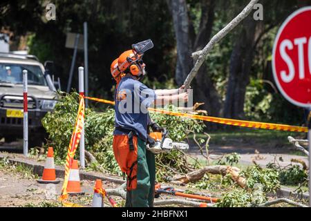 Einen Tag nachdem der Mini-Zyklon riesige Gebiete der nördlichen Strandgemeinde von Sydney zwischen Mona Vale und Forestville verwüstet und eine 68-jährige Frau getötet hat, helfen die Freiwilligen des State Emergency Services (SES) beim Aufräumen rund um den Narrabeen-See, räumen Bäume und helfen, den Zugang für die Bewohner wiederherzustellen. Martin Berry @ alamy Live Nachrichten. Stockfoto