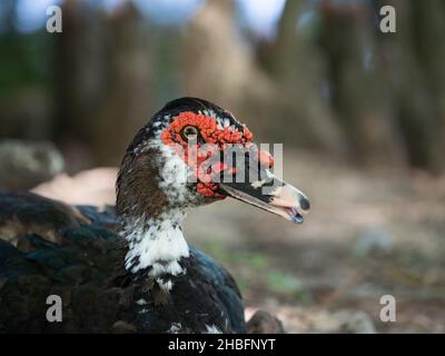 Nahaufnahme des Kopfes und der Brust einer Moskauer oder kreolischen Ente mit roten Wattmuscheln und schwarzen Federn. Stockfoto