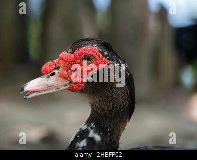 Nahaufnahme von Kopf und Hals einer Moskauer oder kreolischen Ente mit roten Watteln. Stockfoto