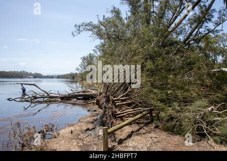 Am Tag nach dem Sturm, der Bäume am Narrabeen See beschädigt hat, fischt der Mensch neben einem entwurzelten Baum, Sydney, Australien, Dezember 2021 Stockfoto