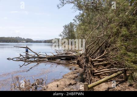 Am Tag nach dem Sturm, der Bäume am Narrabeen See beschädigt hat, fischt der Mensch neben einem entwurzelten Baum, Sydney, Australien, Dezember 2021 Stockfoto