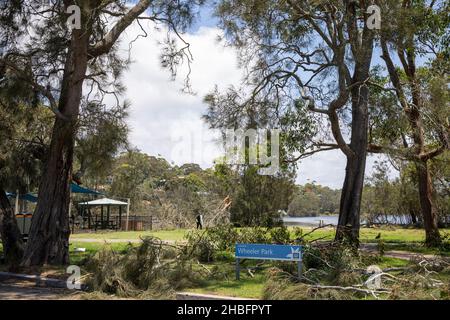 Min Cyclone bringt Sachschäden und umgestürzte Bäume nach Narrabeen an den nördlichen Stränden von Sydney, NSW, Australien Stockfoto