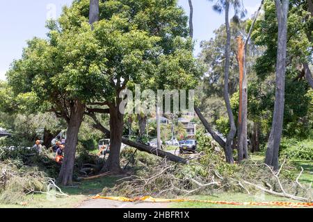 Min Cyclone bringt Sachschäden und umgestürzte Bäume nach Narrabeen an den nördlichen Stränden von Sydney, NSW, Australien Stockfoto