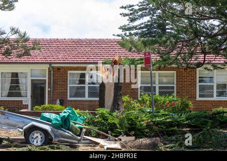 Min Cyclone bringt Sachschäden und umgestürzte Bäume nach Narrabeen an den nördlichen Stränden von Sydney, NSW, Australien Stockfoto