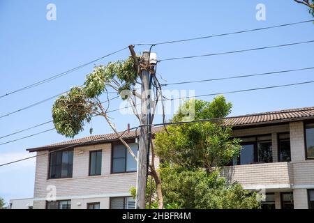 Der Mini-Zyklon in Narrabeen an den nördlichen Stränden Sydneys brachte Bäume auf die Oberleitungen, wobei etwa 26000 Einwohner an der Macht verloren Stockfoto