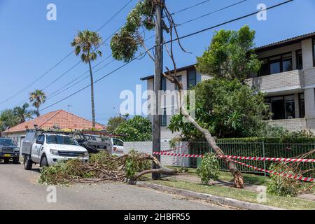 Der Mini-Zyklon in Narrabeen 2021 an den nördlichen Stränden von Sydney brachte Bäume auf Freileitungen, wobei etwa 26000 Einwohner Energie verloren Stockfoto