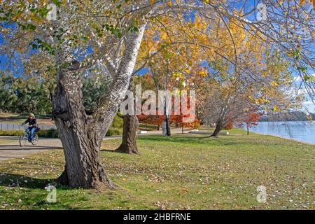 Radfahren am Ufer des Lake Burley Griffin Stockfoto