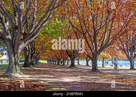 Radfahren am Ufer des Lake Burley Griffin Stockfoto