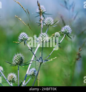 Die wilde Heilpflanze Sea Holly oder Eryngium. Eryngium palmatum Stockfoto