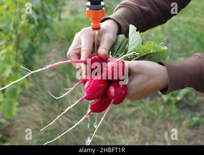 Zugeschnittenes Bild einer Frau, die auf dem landwirtschaftlichen Feld frisches Rettich mit Wasser aus dem Wasserhahn wascht Stockfoto