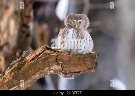 Zwergeule (Glaucidium passerinum) sitzt auf dem Ast im Wald Stockfoto