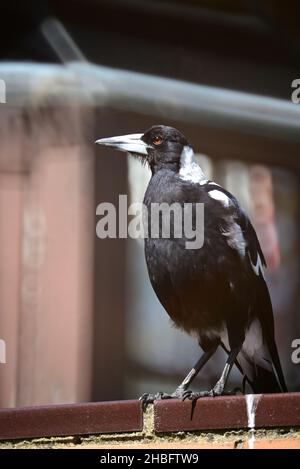 Die australische Elster thront auf einer Ziegelmauer vor einem Haus, wobei das Auge des Vogels im Sonnenschein glänzt Stockfoto