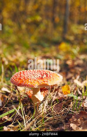 Herbstwald mit Pilzen Amanita mit einem roten Gipfel. Fliegen Sie agarisch. Vorderansicht. Stockfoto