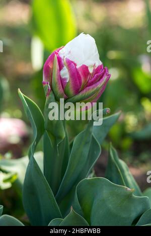 Eis Art exotische Tulpe. Ungewöhnliche Niederlande sortieren Blüte in einem ländlichen Garten. Stockfoto