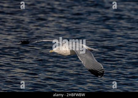 Die amerikanische Heringsmöwe oder Smithsonian Gull (Larus smithsonianus oder Larus argentatus smithsonianus) im Flug Stockfoto