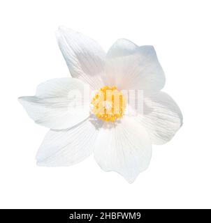 Schneeglöckchen auf transparentem Hintergrund. Kopffrühlingsblume Stockfoto