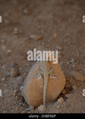 Kleine, bräunliche Sagebush-Eidechse auf einem Felsen im Chaco Culture National Historic Park in New Mexico. Stockfoto