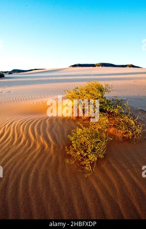 Sandkräuseln und nicht identifizierte Pflanze im Coral Pink Sand Dunes State Park Utah Stockfoto