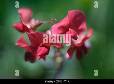 Süsse Erbsengewächse, Lathyrus odoratus, aus der Familie Fabaceae, aufgenommen in Sevan, Armenien Stockfoto