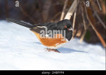 Männlicher Ostturm im Schnee Stockfoto