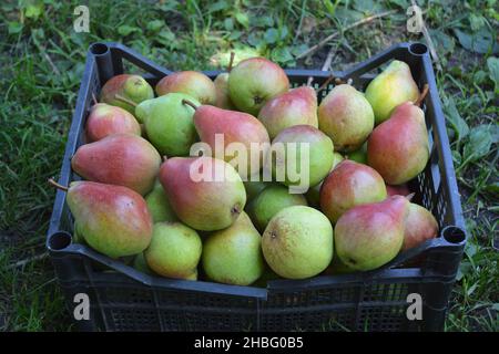 Birnenernte. Viele reife Birnen mit roten Seiten in einer Plastikkiste geerntet. Stockfoto