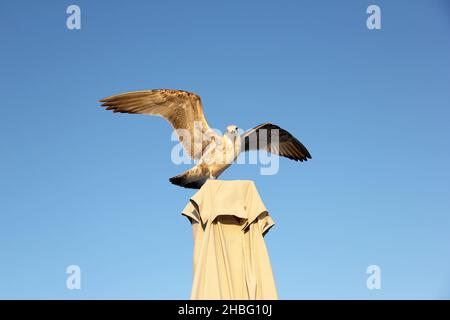 Seagull Ansicht von unten. Möwe gegen den Himmel. Nahaufnahme der Möwe. Kormoran Stockfoto