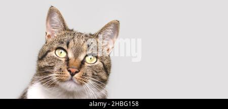 Banner mit grauer Kurzhaarkatze vor grauem Hintergrund. Selektiver Fokus. Stockfoto