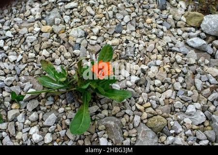 Die Blume wuchs auf den Felsen an der Straße, im Herbst Stockfoto