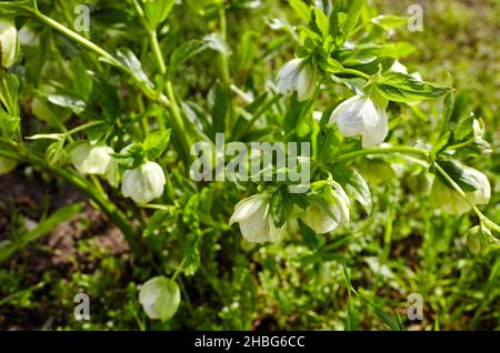 Helleborus im Bio-Garten, bekannt als Winterrose, Weihnachtsrose und Fastenrose. Familienname Ranunculaceae, Wissenschaftlicher Name Hellebores Stockfoto