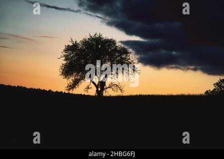 Sonnenuntergang im Saarland mit einem Baum, an dem sich eine Leiter lehnt. Dramatischer Himmel. Ruhige und einsame Lichtstimmung Stockfoto