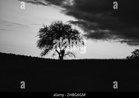 Sonnenuntergang im Saarland mit einem Baum, an dem sich eine Leiter in Schwarz-Weiß-Schuss lehnt. Dramatischer Himmel. Ruhige und einsame Lichtstimmung Stockfoto