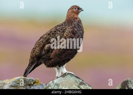 Rothuhn männlich, wissenschaftlicher Name: Lagopus Lagopus. Nahaufnahme eines roten Birkhuhns im Sommer, stand auf trockener Steinmauer, nach rechts gerichtet. Hintergrund bereinigen. Stockfoto