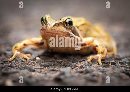 Der kleine gewöhnliche Frosch (Rana temporaria) überquert die Straße in der Nähe einer Heide in Suffolk Stockfoto