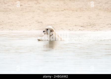 Weißer Labradoodle-Hund spielt in einem See. Weißer Hund schwimmt im Wasser. Der Kopf des Hundes liegt direkt über dem Wasser Stockfoto