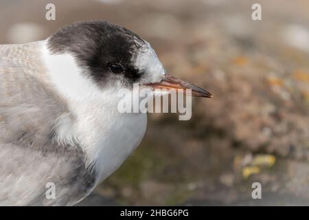 Nahaufnahme des Kopfes einer jungen arktischen Seeschwalbe (Sterna Paradisaea), die auf den Felsen einer Farne-Insel sitzt Stockfoto