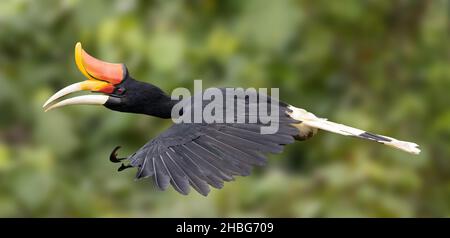 Rhinoceros Hornbill im Flug fotografiert, wild in einem Wald auf einem Berg in Pahang, Malaysia. Stockfoto