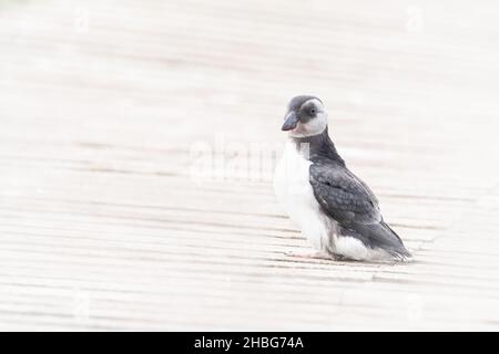 Der junge Papageitaucher (Fratercula arctica), nachdem er aus dem Bau hervorgegangen ist, hält auf dem Holzweg der Inseln an und schaut sich um, bevor er abfliegt, um sich seiner anzuschließen Stockfoto
